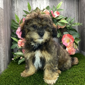 Shihpoo Puppy Kirby