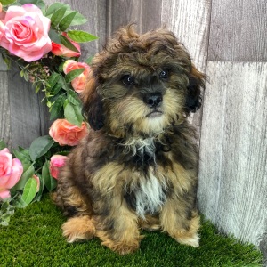 Shihpoo Puppy Kirby