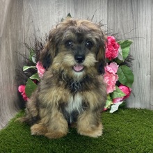 Shihpoo Puppy Kirby