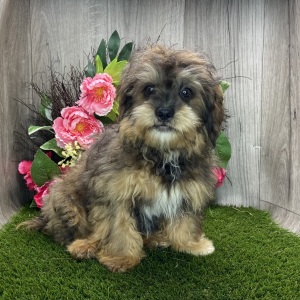 Shihpoo Puppy Kirby