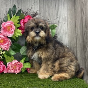 Shihpoo Puppy Kirby