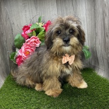 Shihpoo Puppy Kirby