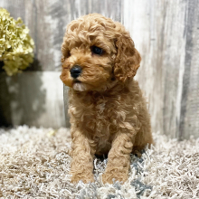 Cockapoo Puppy Jesse