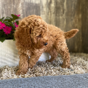 Cockapoo Puppy Jesse