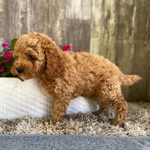 Cockapoo Puppy Jesse