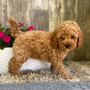 Cockapoo Puppy Jesse