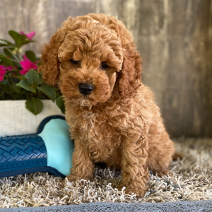 Cockapoo Puppy Jesse