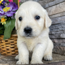 Golden Retriever Puppy Lisa