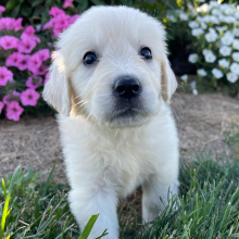 Golden Retriever Puppy Lisa