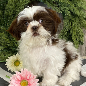 Shih Tzu Puppy Addie
