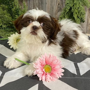 Shih Tzu Puppy Addie