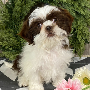 Shih Tzu Puppy Addie