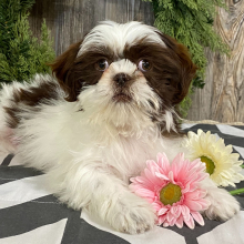 Shih Tzu Puppy Addie