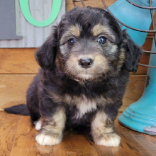Aussiedoodle Puppy Fozzy