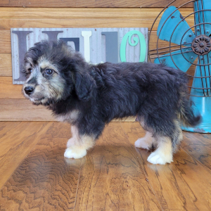 Aussiedoodle Puppy Fozzy