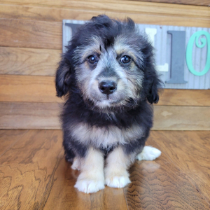 Aussiedoodle Puppy Fozzy