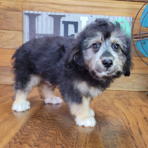 Aussiedoodle Puppy Fozzy