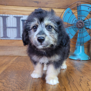 Aussiedoodle Puppy Fozzy