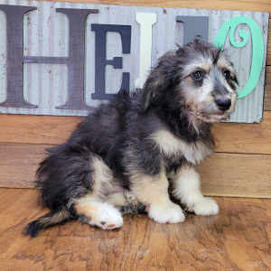 Aussiedoodle Puppy Fozzy