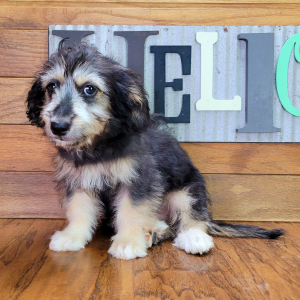 Aussiedoodle Puppy Fozzy