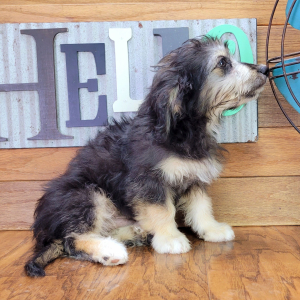 Aussiedoodle Puppy Fozzy