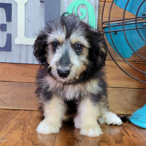 Aussiedoodle Puppy Fozzy
