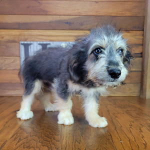 Aussiedoodle Puppy Fozzy