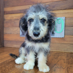 Aussiedoodle Puppy Fozzy
