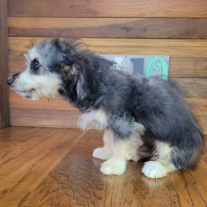 Aussiedoodle Puppy Fozzy