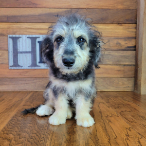 Aussiedoodle Puppy Fozzy