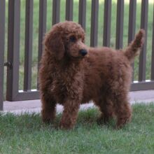 Poodle Puppy Ezra