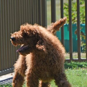 Poodle Puppy Ezra