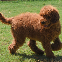 Poodle Puppy Ezra