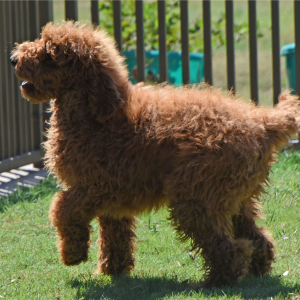 Poodle Puppy Ezra