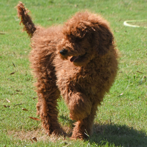 Poodle Puppy Ezra