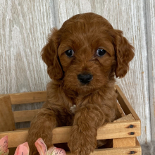 Cockapoo Puppy Cassidy