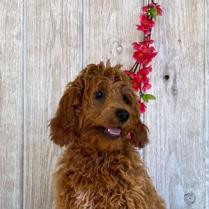 Cockapoo Puppy Cassidy