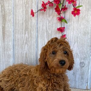 Cockapoo Puppy Cassidy