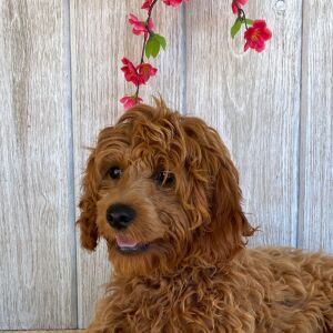 Cockapoo Puppy Cassidy