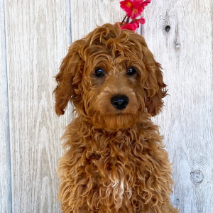 Cockapoo Puppy Cassidy