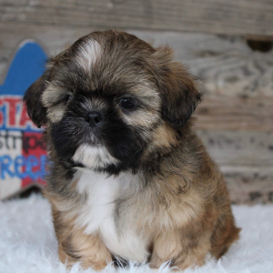 Shih Tzu Puppy Coy