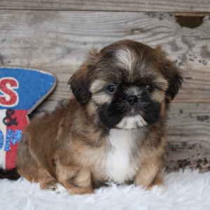 Shih Tzu Puppy Coy