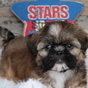 Shih Tzu Puppy Coy