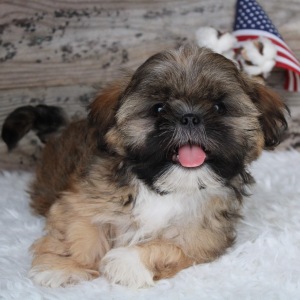 Shih Tzu Puppy Coy