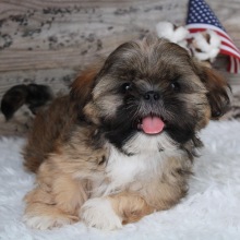 Shih Tzu Puppy Coy