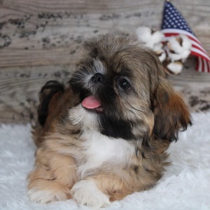Shih Tzu Puppy Coy