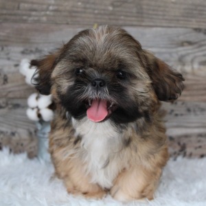 Shih Tzu Puppy Coy