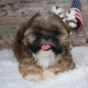 Shih Tzu Puppy Coy