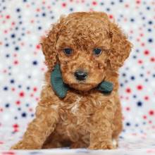 Poodle Puppy Oscar