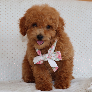 Poodle Puppy Oscar